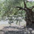 Oude olijfbomen, Kreta